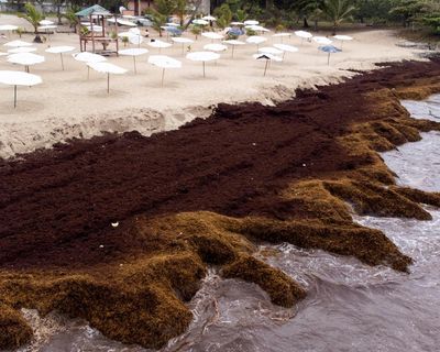 Scientists warn of ‘regime shift’ as seaweed blooms expand worldwide