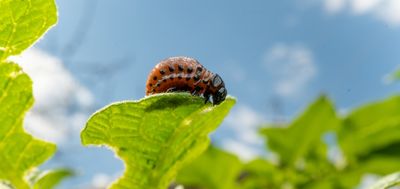 This One Winter Gardening Habit Could Be Spreading Invasive Pests Across the South