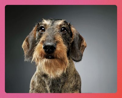 Dogs, dopamine dressing and microdosing nature: how to find January joy