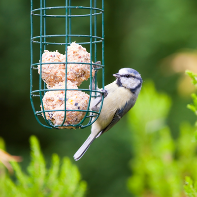 ‘Cheap’ filler ingredients in bird feed are harming your garden birds – ingredient red flags to look out for, according to wildlife experts
