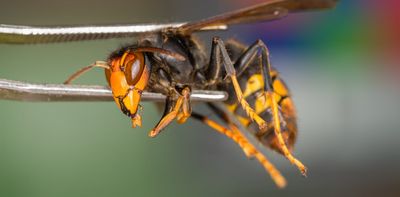 The yellow-legged hornet eradication is on track – but the next few months are crucial