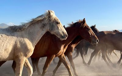 Best Chinese New Year gifts for 2026, year of the Fire Horse