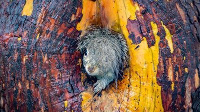 This is how this squirrel's soggy fur became one of the best wildlife photos of the year