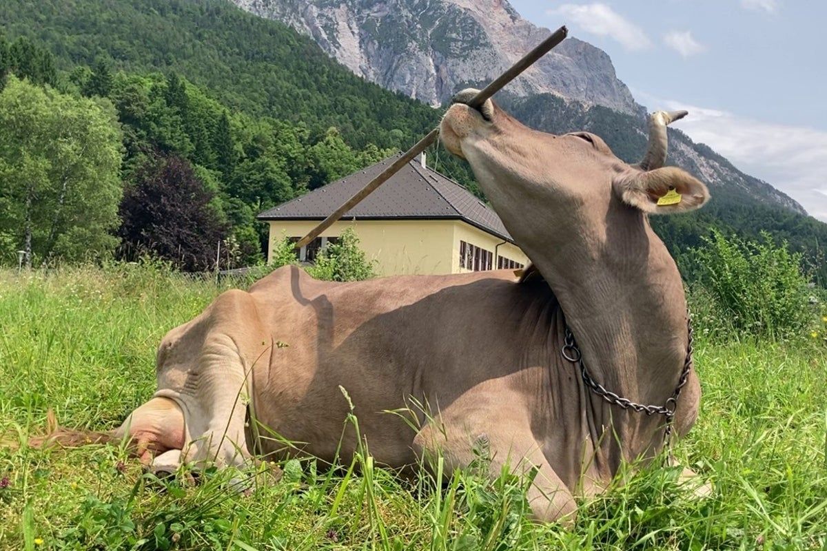 A cow’s clever behavior using back-scratching tool…