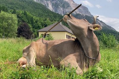 A cow’s clever behavior using back-scratching tool forces scientists to rethink intelligence of animals