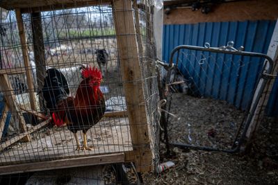 Official wants Louisiana parish to get permission to host cockfighting again - despite it being a felony
