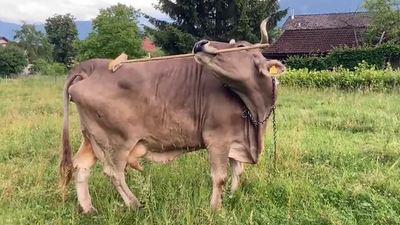 Ever watched a pet cow pick up a broom and scratch herself with it? You have now