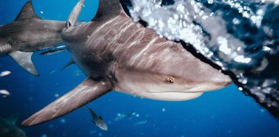4 shark bites in 48 hours: how what we do on land may shape shark behaviour