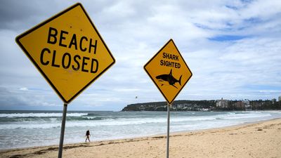 How swimmers can stay safe from surging shark attacks