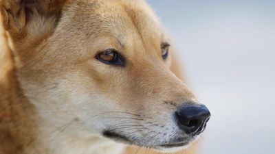 Dingo attack fears grow after teenager's death