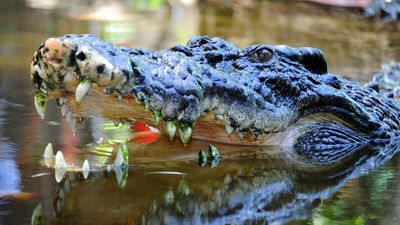 Man's back and legs mauled in croc attack near creek