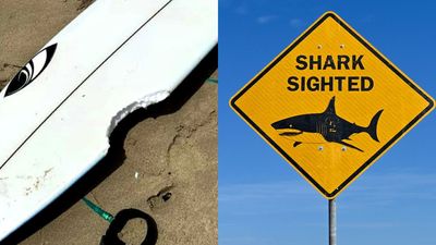 What’s Behind The Spate Of Shark Attacks In NSW And What Have The Experts Advised?