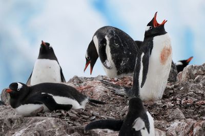 Researchers say Antarctic penguin breeding is heating up. That’s a problem