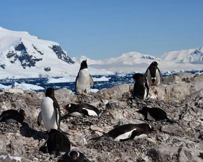 Antarctic penguins have radically shifted their breeding season – seemingly in response to climate change