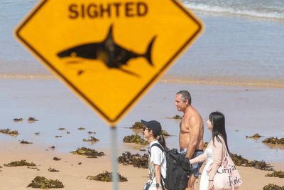 Australia closes dozens of beaches after fourth shark attack in 48 hours: ‘Just go to a local pool’