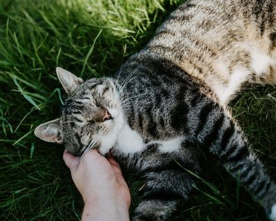 ‘I’d give anything just to see her again’: owners’ grief for their beloved pets