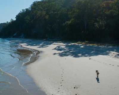 Campsites closed as police investigate possible dingo link to death of Canadian on Australian tourist island K’gari
