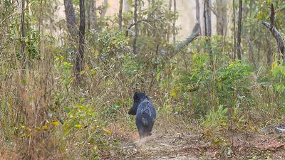 Shooters to take aim at feral pigs stranded by floods