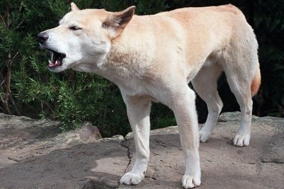 Australian police wait on post-mortem after suspected deadly dingo attack on tourist