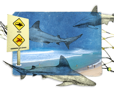 Why have there been so many shark bites in Sydney? Experts say the conditions are a ‘perfect storm’