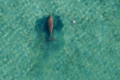 Looking for Miracle: why have so many dugongs gone missing from Thailand’s shores?