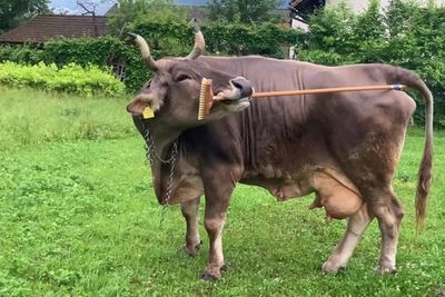 Cow filmed using tools for first time raises questions about animal intelligence