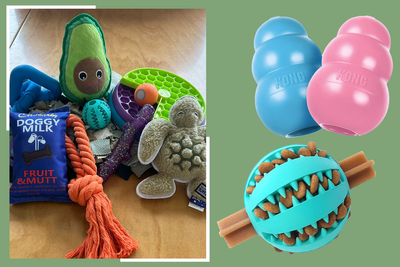 10 best dog toys for play and mental stimulation, tested by our dogs