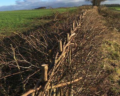 Country diary: There’s a hard, ancient pleasure to laying a hedge