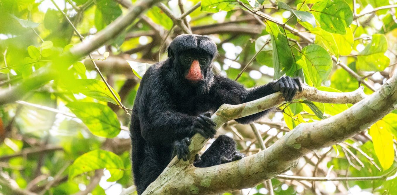 Azoz Monkey Deep in the Amazon, I discovered this monkey’s…