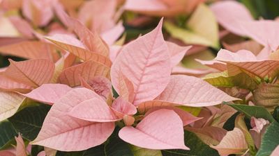 What Your Poinsettia Really Needs in January for Fresh Growth and New Flowers