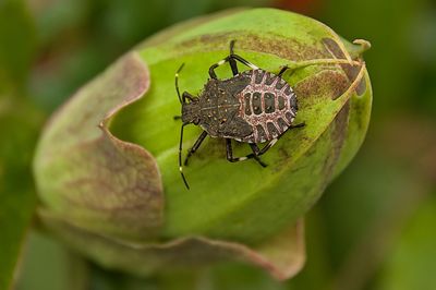 Why Stink Bugs Are Suddenly Invading Homes in North Carolina