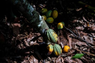 Ivory Coast will buy unsold cocoa stocks as prices plunge