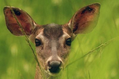 DC metro residents fume over plan to use sharpshooters to reduce deer population