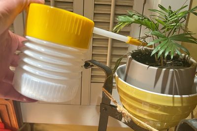 The secret to pest-free houseplants starts at the nursery