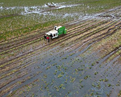 Biodiversity collapse threatens UK security, intelligence chiefs warn