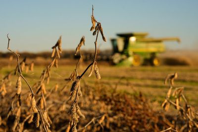 China meets initial soybean purchase goal, but Trump's shifting trade policy could disrupt deal