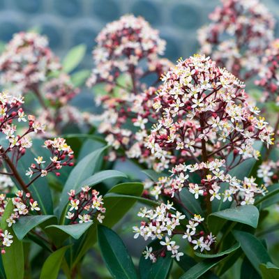 7 sweet-smelling flowering shrubs to fill your winter garden with scent and colour when nothing else is blooming