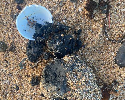 New poo balls on Sydney beaches after revelation of huge fatberg stuck in treatment plant