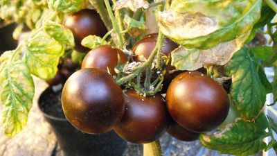 Colourful new tomato promises purple patch of health