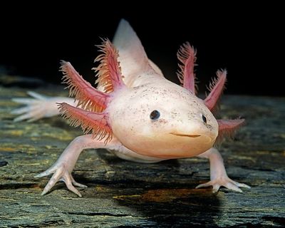 ‘Every time I look at one, I smile!’: how axolotls took over the world