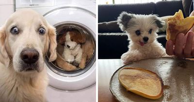 This Facebook Page Shares The Most Ridiculously Dog Photos To Help You De-Stress (40 Pics)