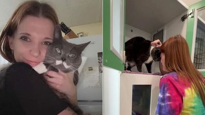 Missing Cat Reunited with Family Four Years After Disappearing From Home