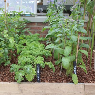 5 things people with a low-maintenance vegetable garden always have – halve the time you spend watering, battling pests and getting rid of weeds