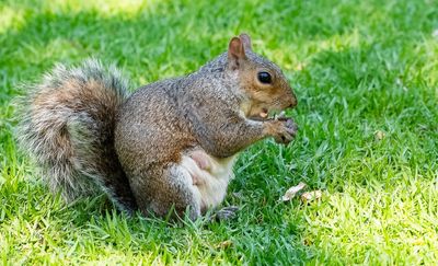 10 Ways to Keep Squirrels From Digging Up Your Beds