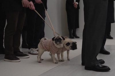 Valentino’s beloved pugs say goodbye at public viewing