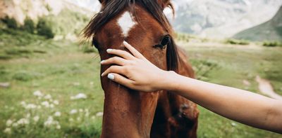 Horses really can smell fear, new study claims, and it changes their behaviour
