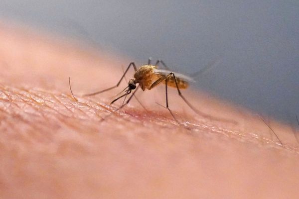 ‘My kids are covered in bites’: Residents of Los Angeles neighborhood say mosquito invasion been ongoing for months