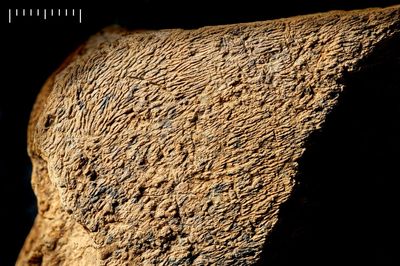 ‘Remarkable’ prehistoric elephant bone tool is oldest in Europe, archaeologists reveal