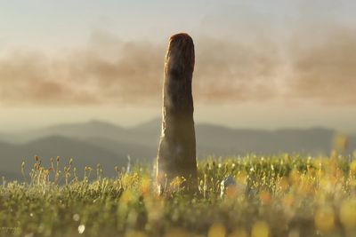 Giant mystery fossil reveals secrets of whole new form of life that no longer exists