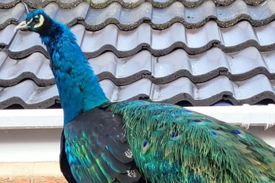 How Dave the Peacock became a village icon (and an AI Meme Star)